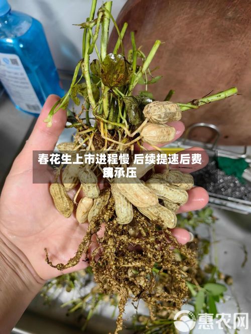 春花生上市进程慢 后续提速后费用或承压-第3张图片