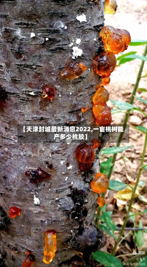 【天津封城最新消息2022,一亩桃树能产多少桃胶】